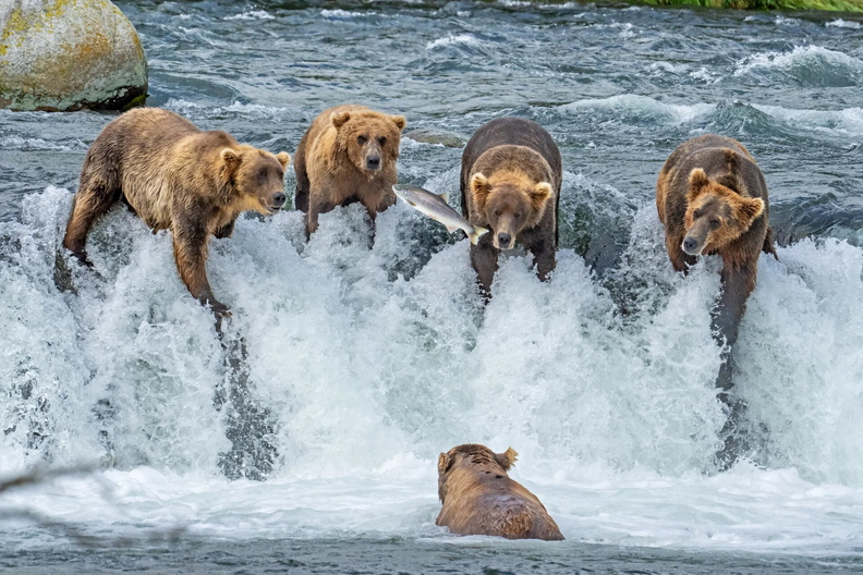 Brown Bears line up to catch leaping salmon in a stream in Katmai National Park, Alaska, USA